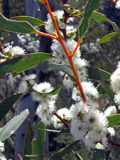  - Snow Gum Flora Reserve